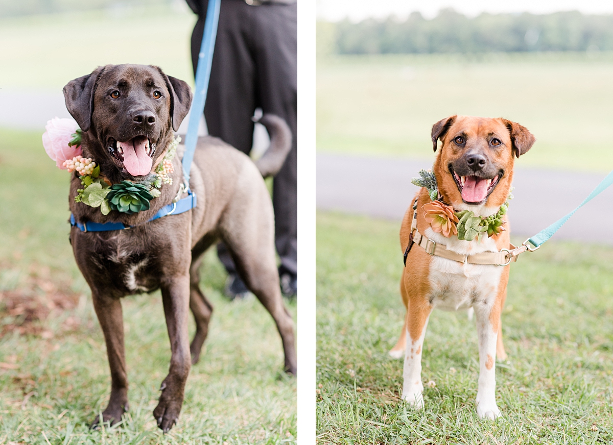 Succulent Dog Collars at Intimate Wedding Ceremony at King Family Vineyards. Wedding Photography by Crozet Wedding Photographer Kailey Brianne Photography. 