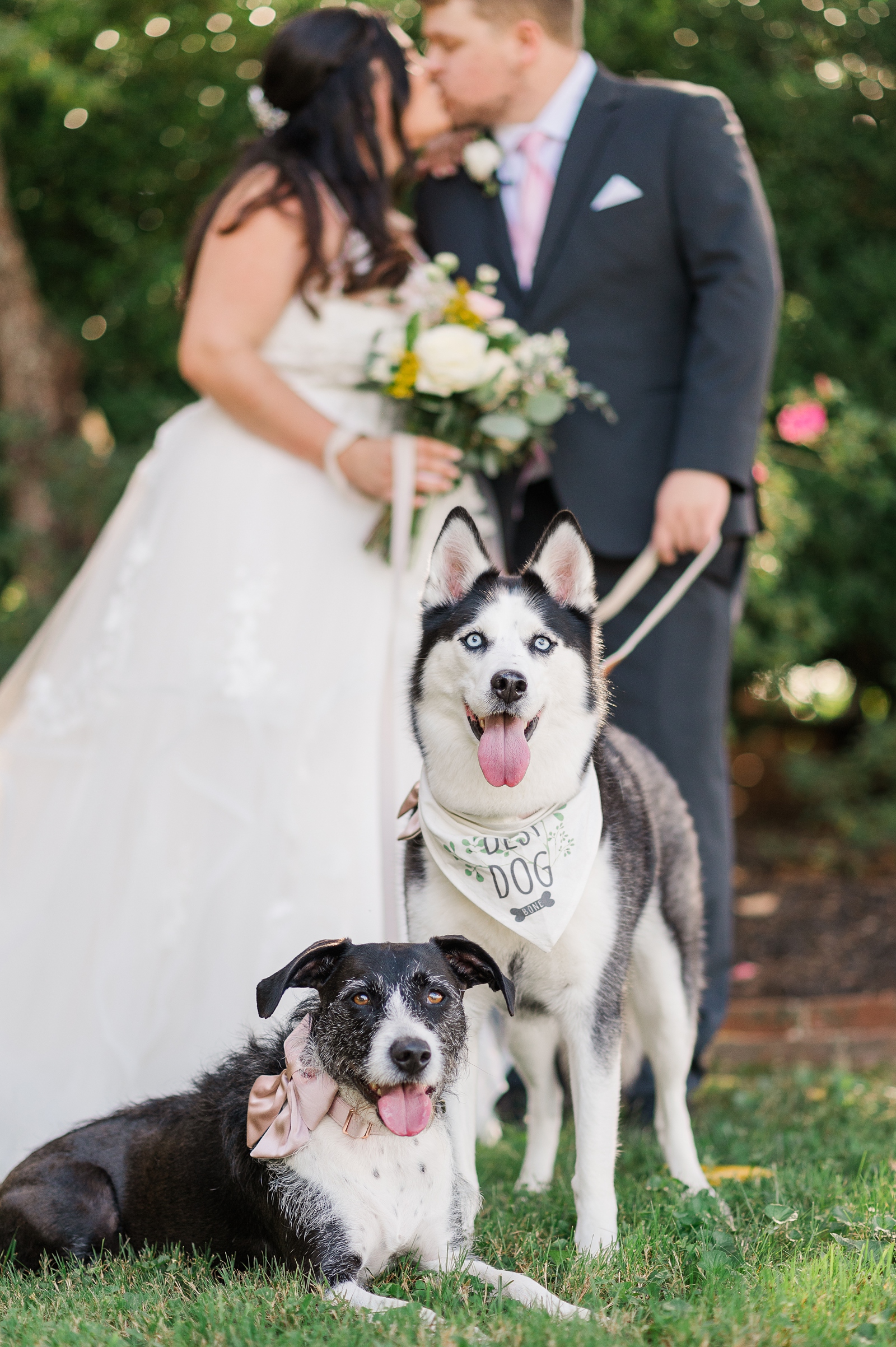 Bride and Groom Portraits with Dogs at Cumberland Estate Wedding. Photography by Virginia Wedding Photographer Kailey Brianne Photography. 